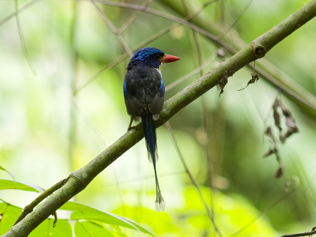 Райский зимородок - ML646590536