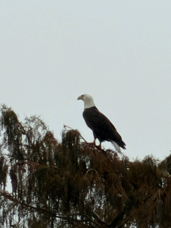 Bald Eagle - ML646590537