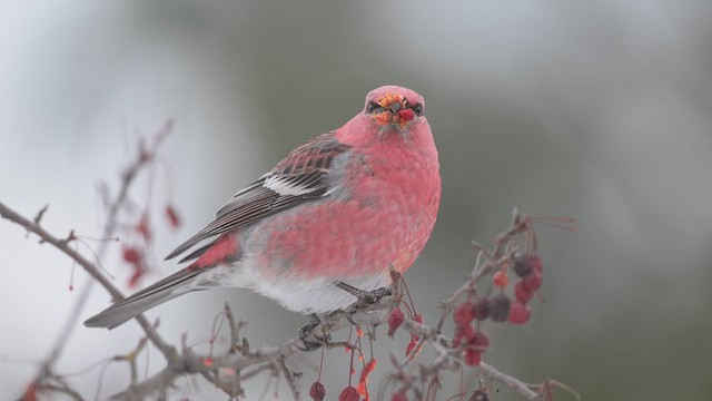 Pine Grosbeak - ML646590538