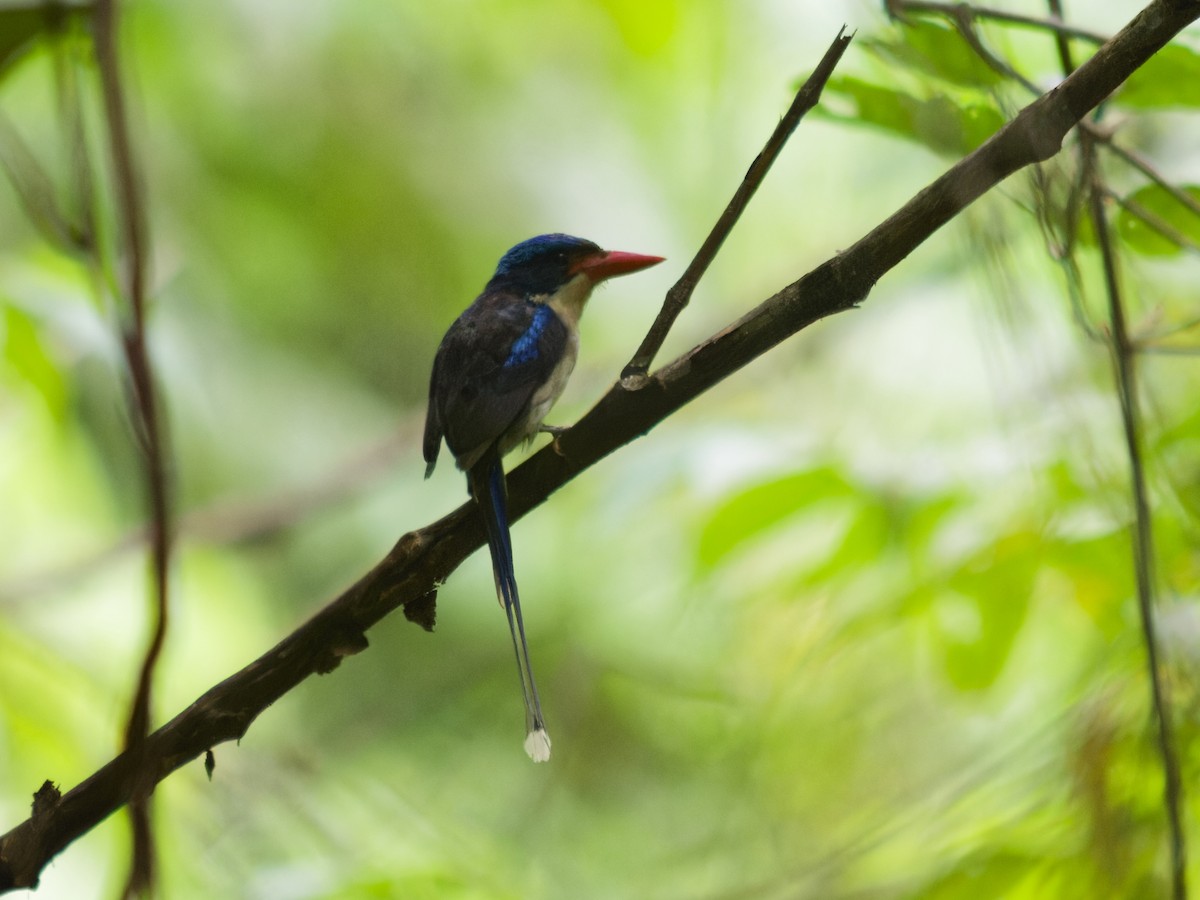 Райский зимородок - ML646590540