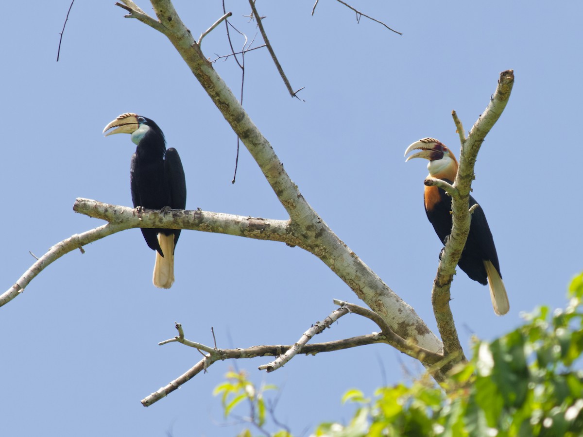 Новогвинейский калао - ML646590544