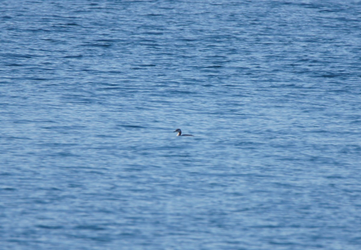 Red-necked Grebe - ML646590547
