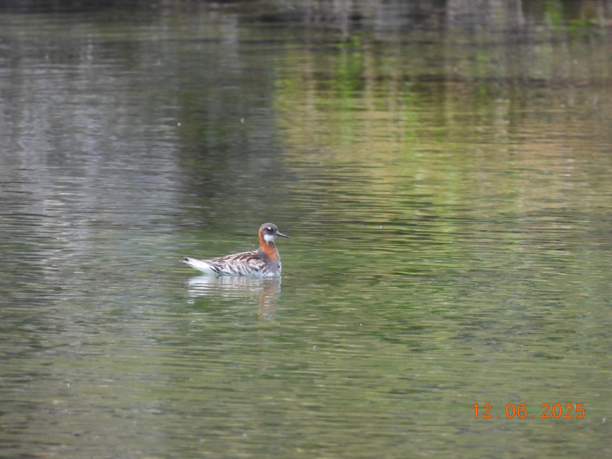 Круглоносый плавунчик - ML646590548