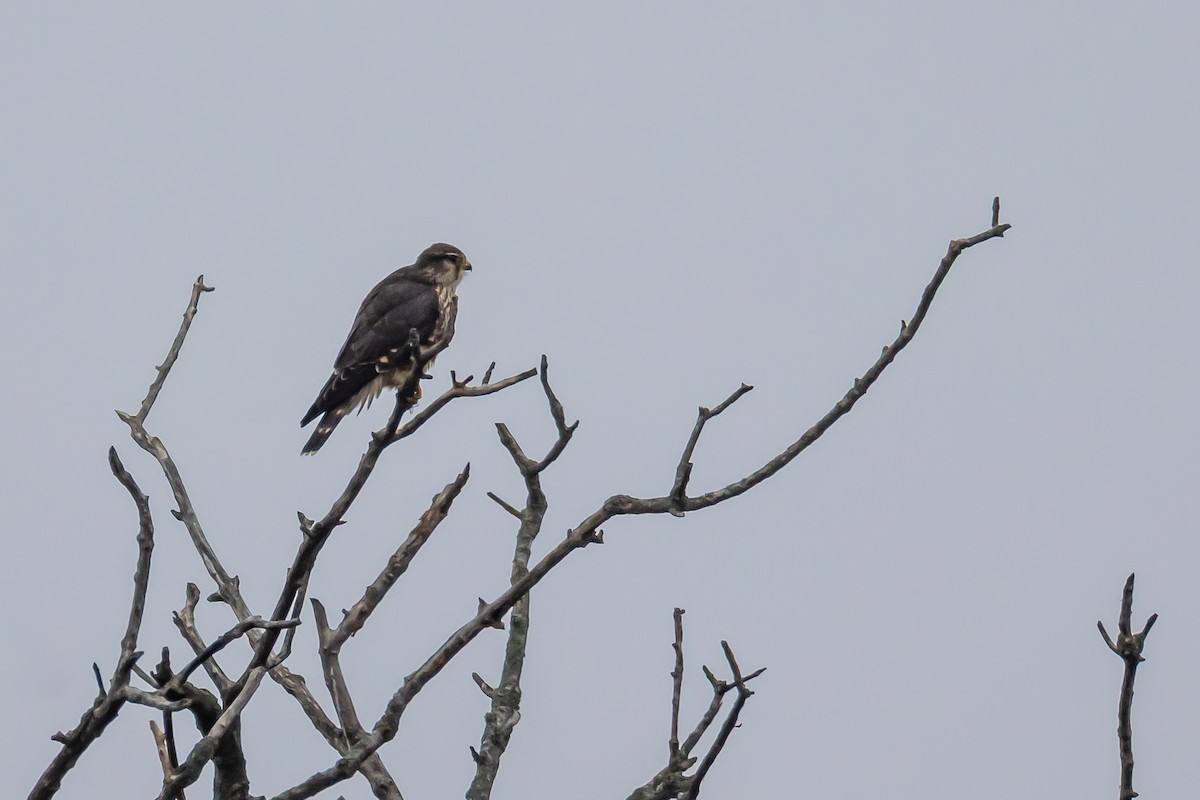 Merlin - ML646590552