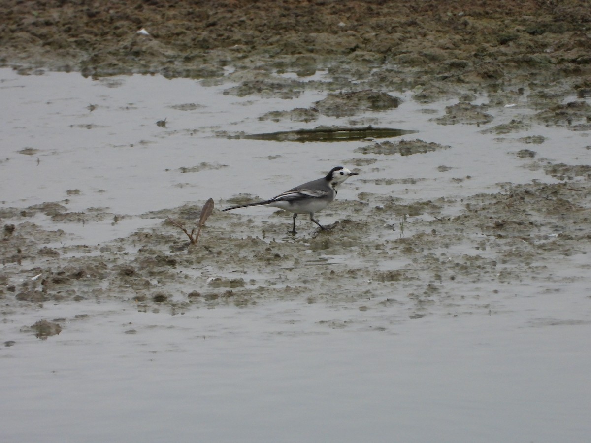 konipas bílý - ML646590553