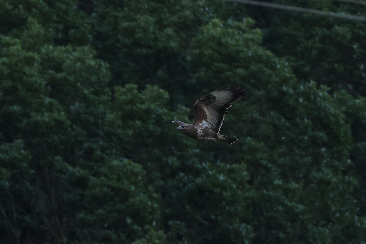 Buse variable (insularum) - ML646590558