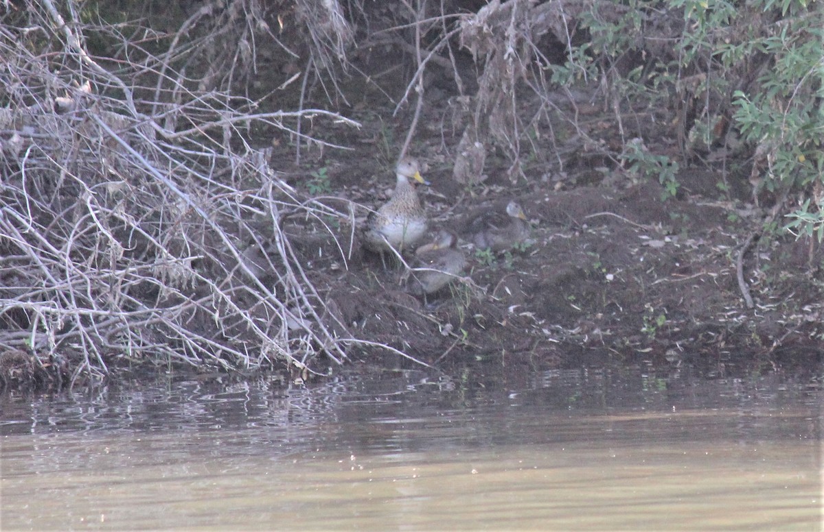 Sarı Gagalı Kılkuyruk - ML646590561