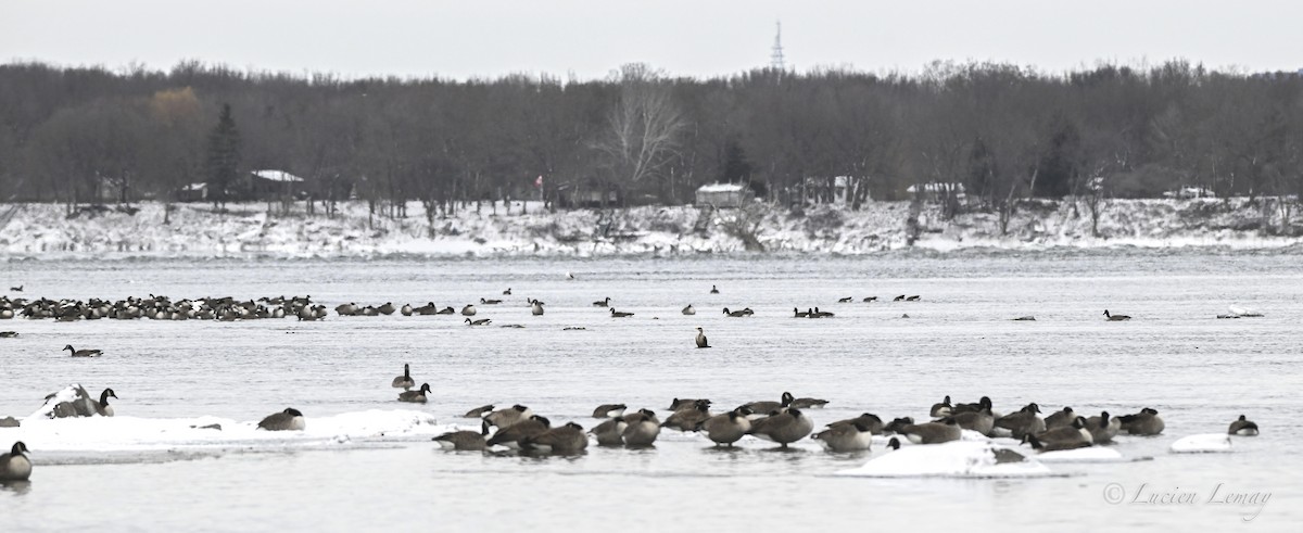 קורמורן אמריקני - ML646590563