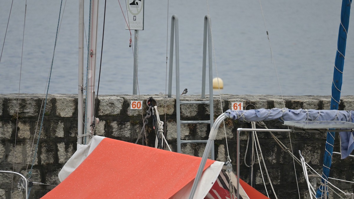 クロジョウビタキ - ML646590564