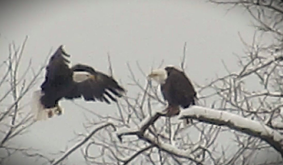 Bald Eagle - ML646590567
