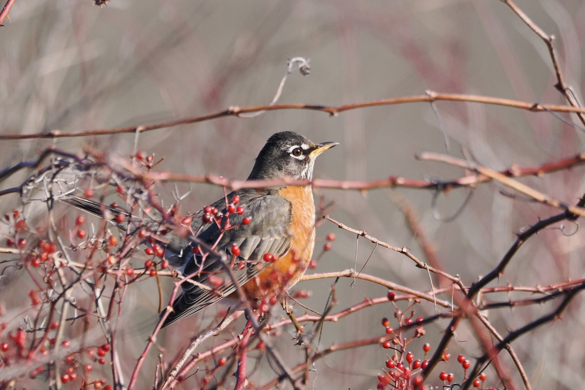 American Robin - ML646590568