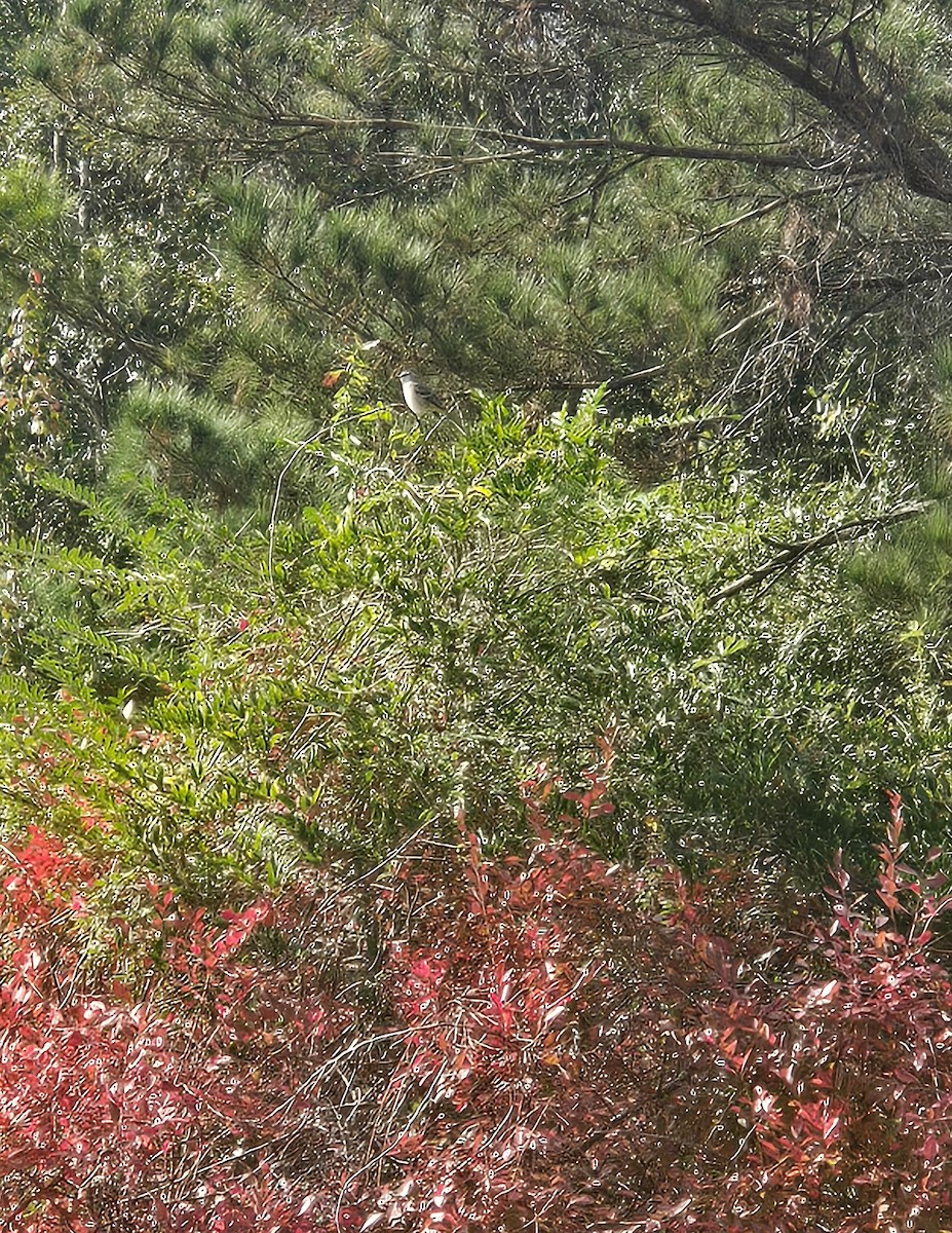 Northern Mockingbird - ML646590569