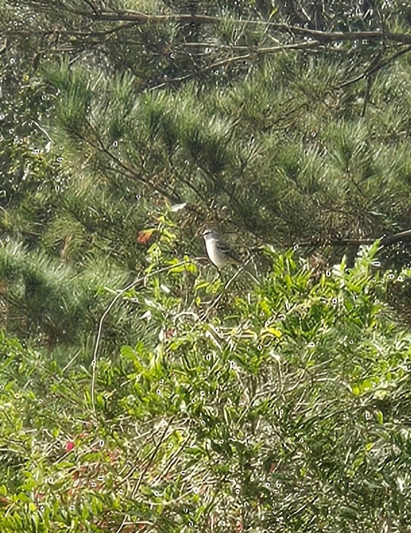 Northern Mockingbird - ML646590570