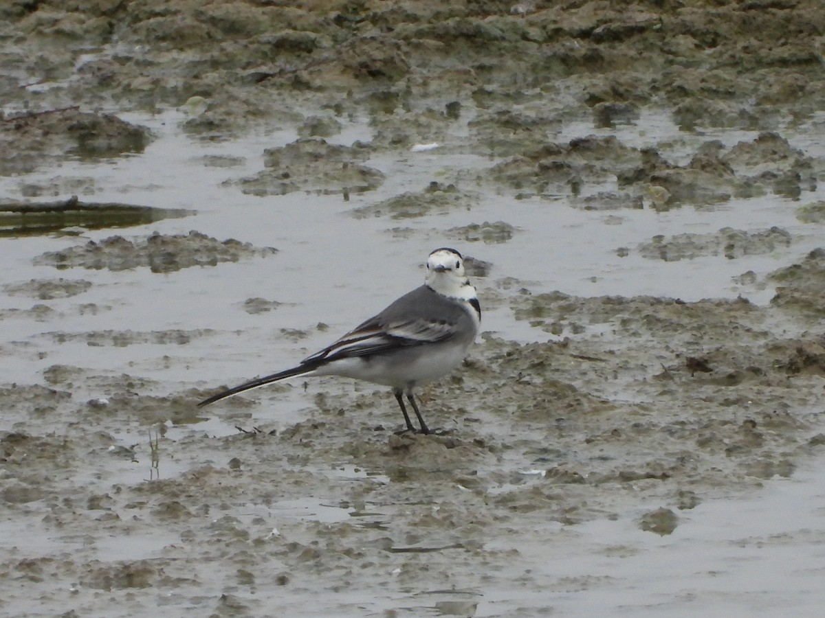 konipas bílý - ML646590571