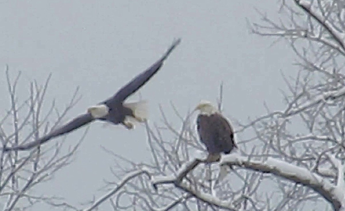Bald Eagle - ML646590576