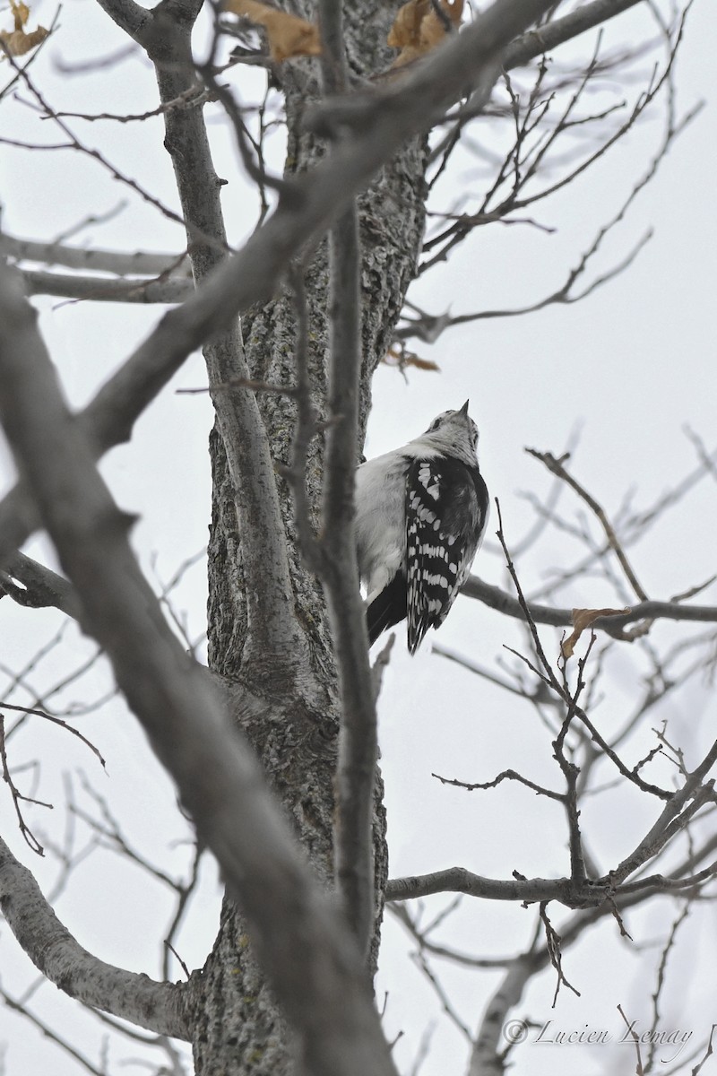 Downy Woodpecker - ML646590600