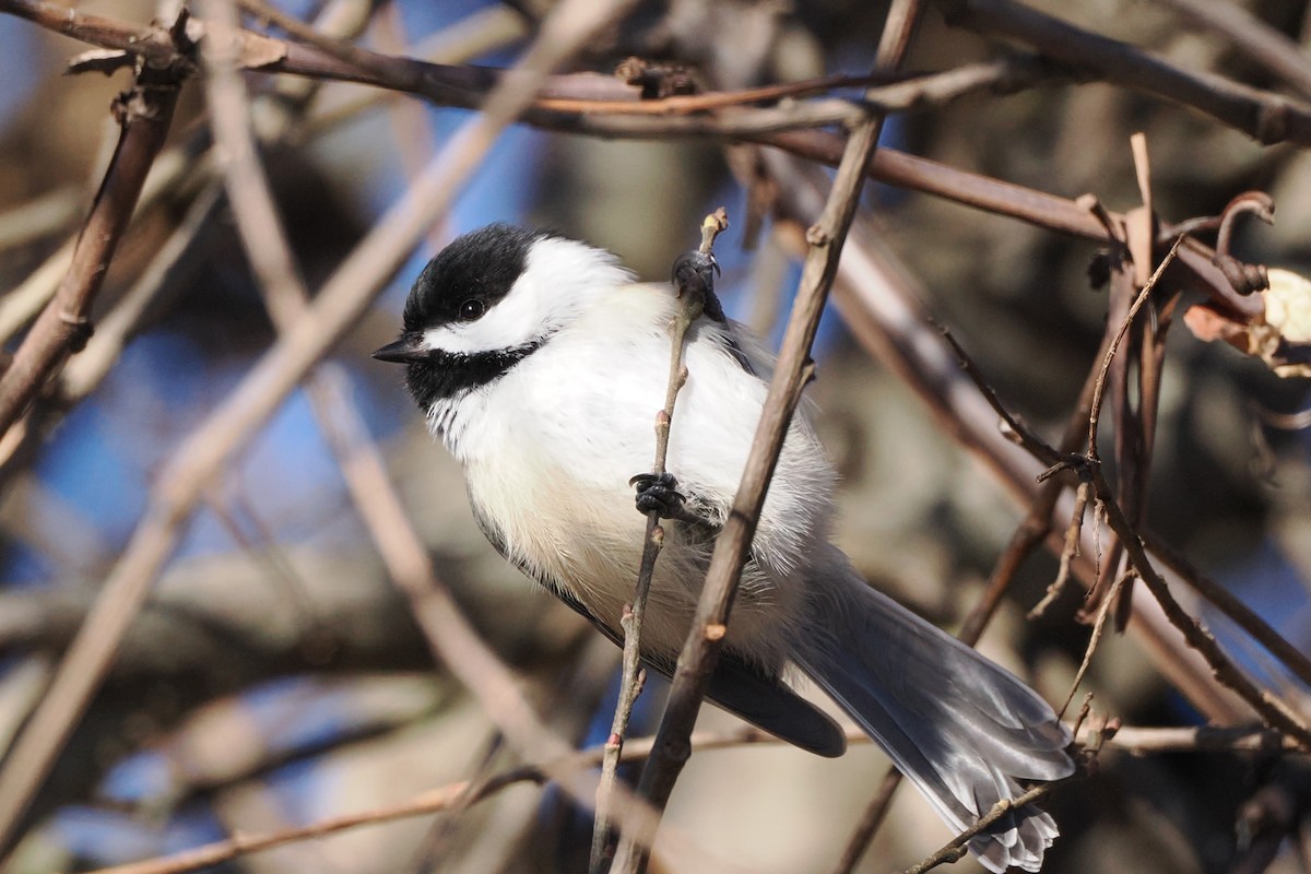 Black-capped Chickadee - ML646590601