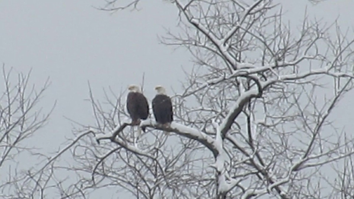 Bald Eagle - ML646590606