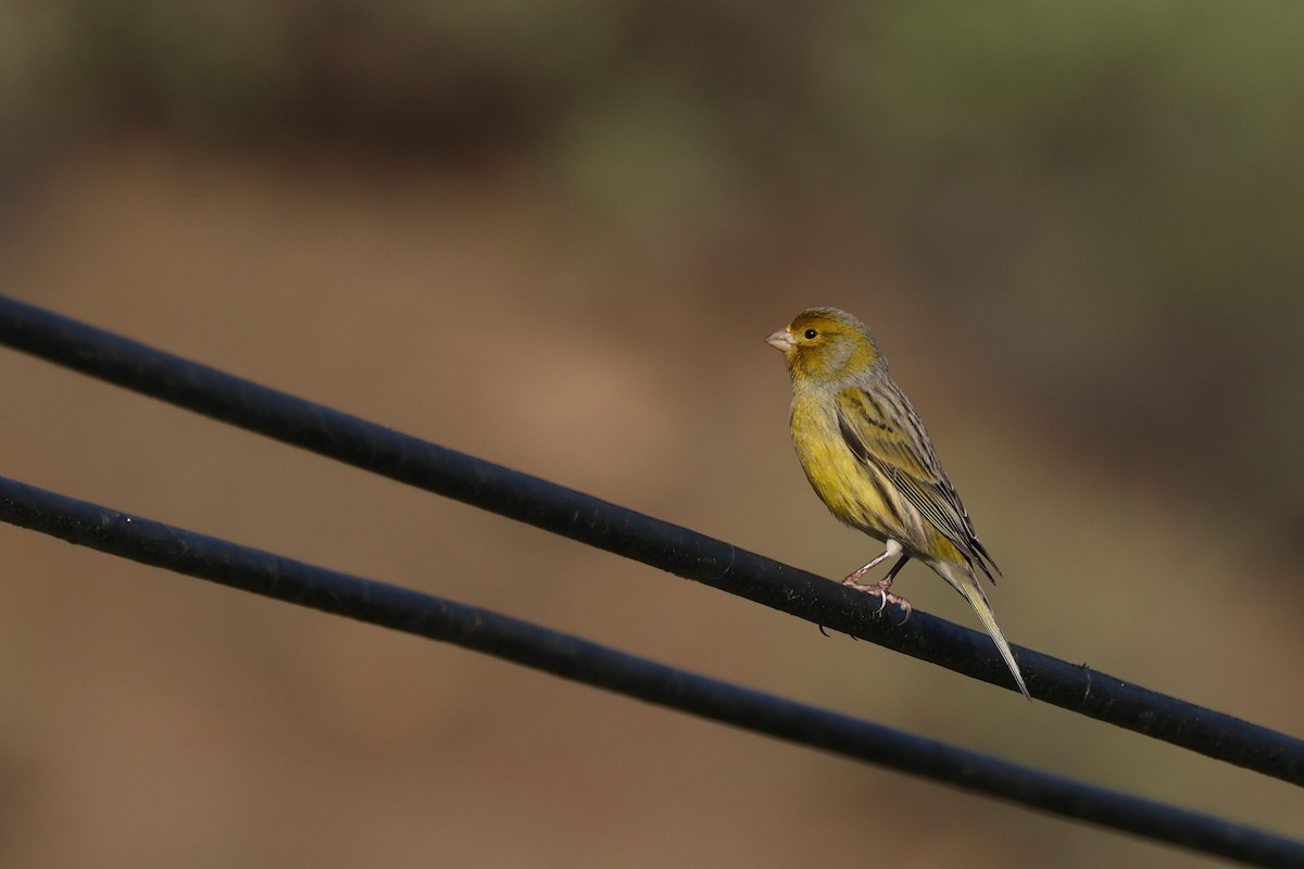 kanár divoký - ML646590607