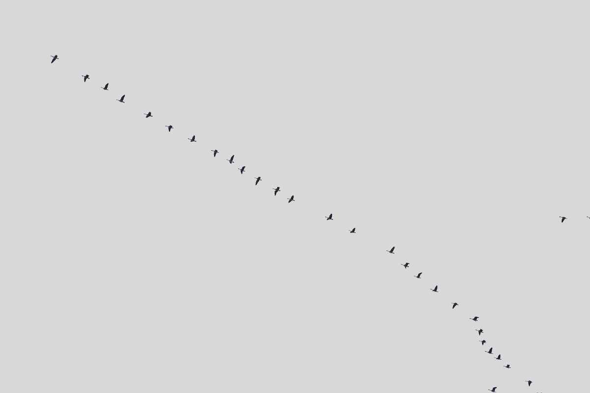 Canada Goose - ML646590610