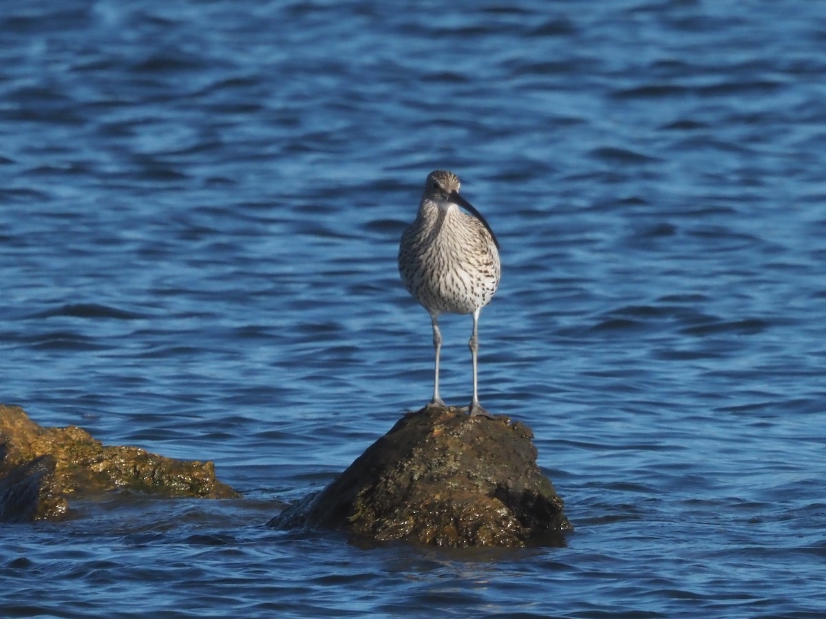 Eurasian Curlew - ML646590612