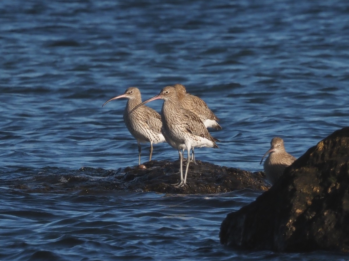 Eurasian Curlew - ML646590613