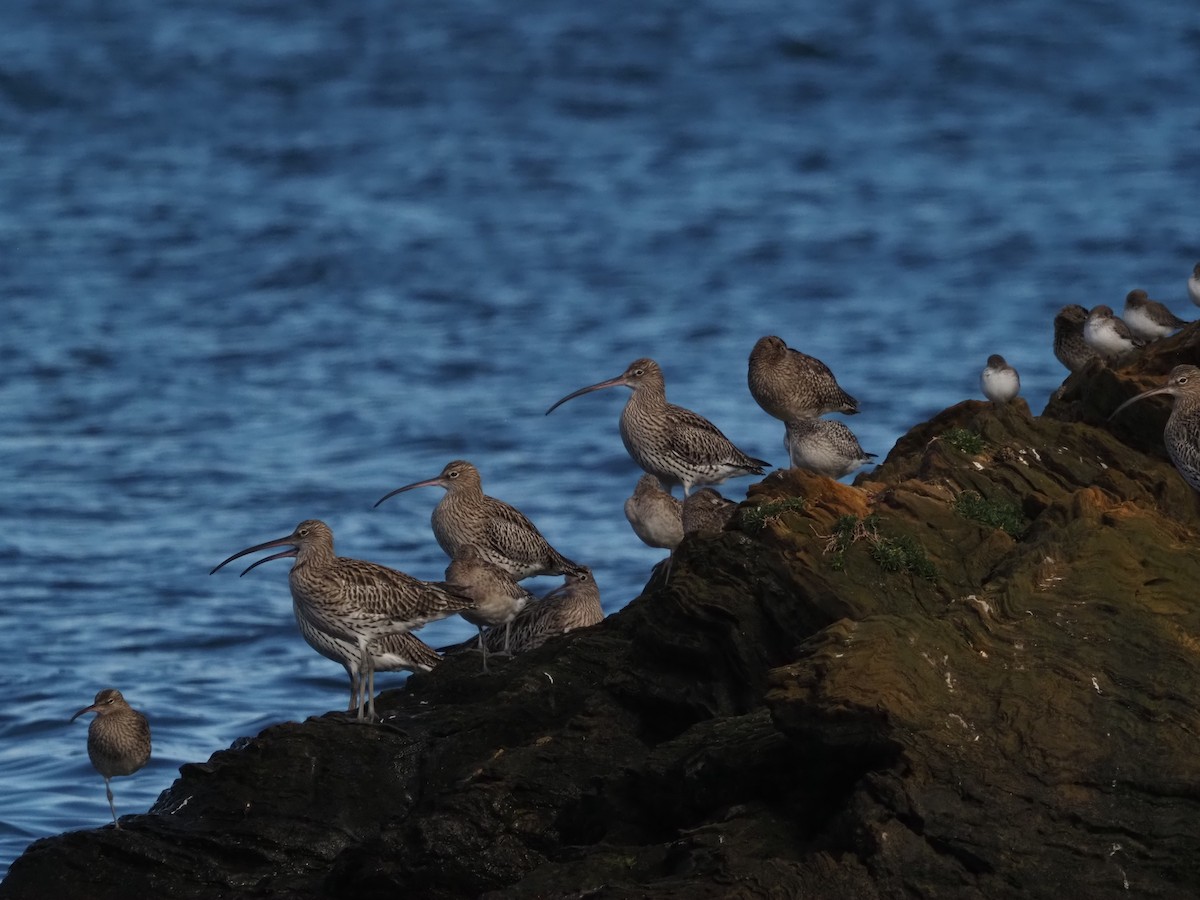 Eurasian Curlew - ML646590621