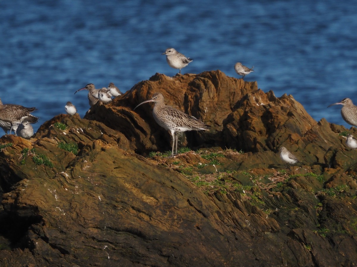 Eurasian Curlew - ML646590622
