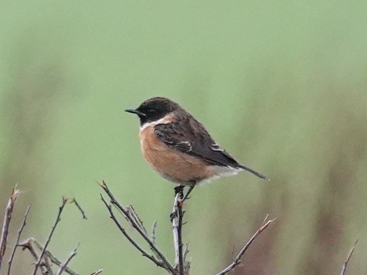 Черноголовый чекан - ML646590624