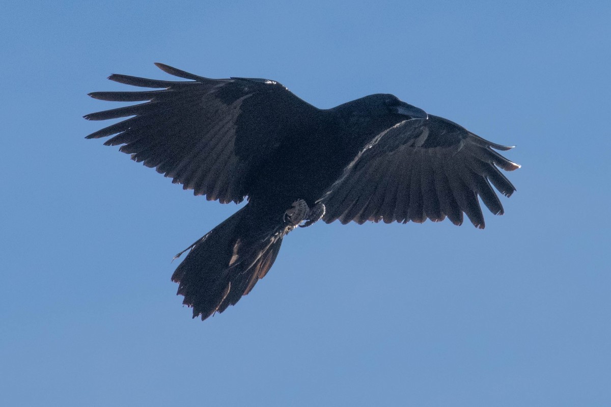 עורב שחור - ML646590631