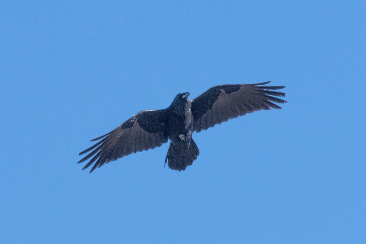 עורב שחור - ML646590632