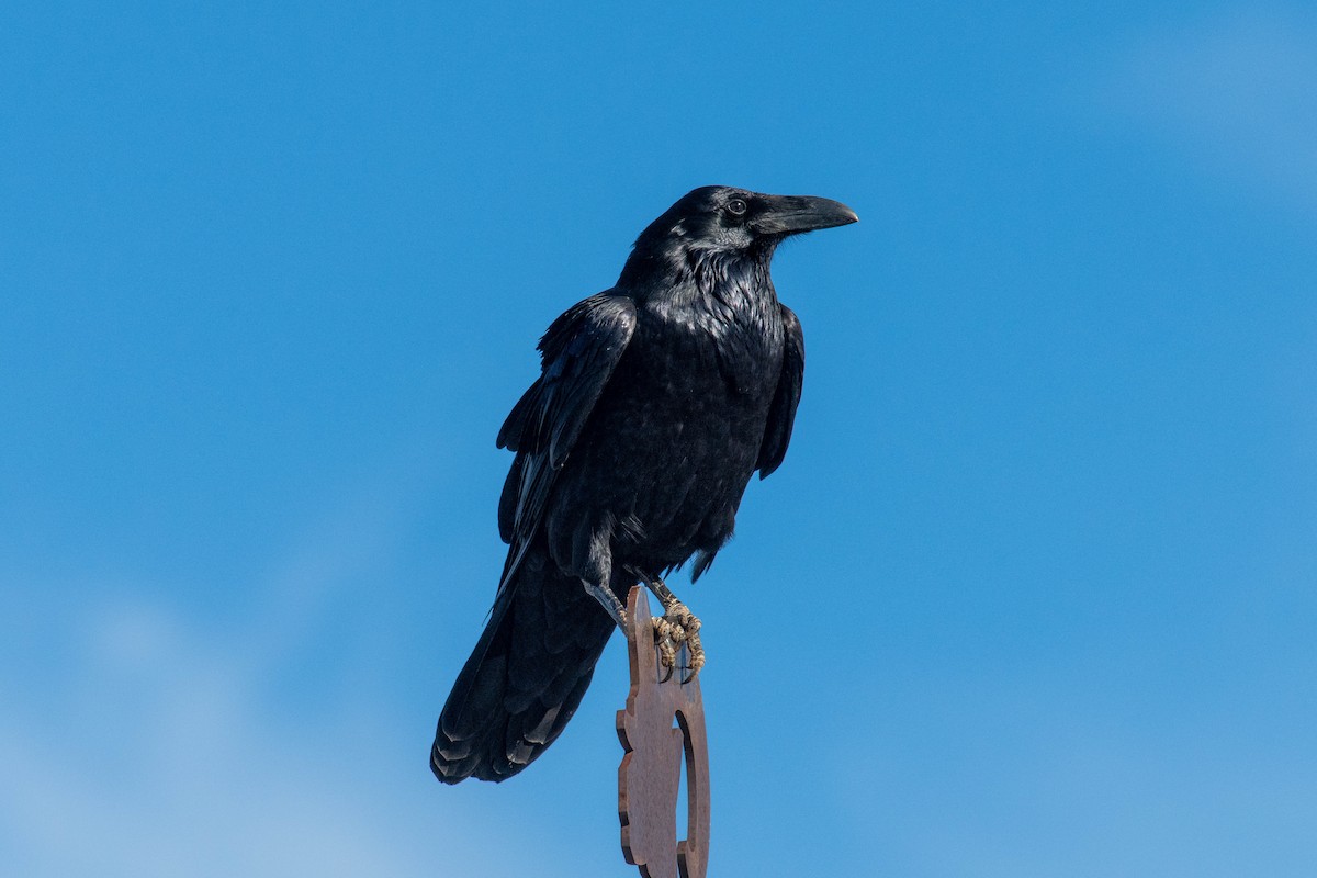 עורב שחור - ML646590633