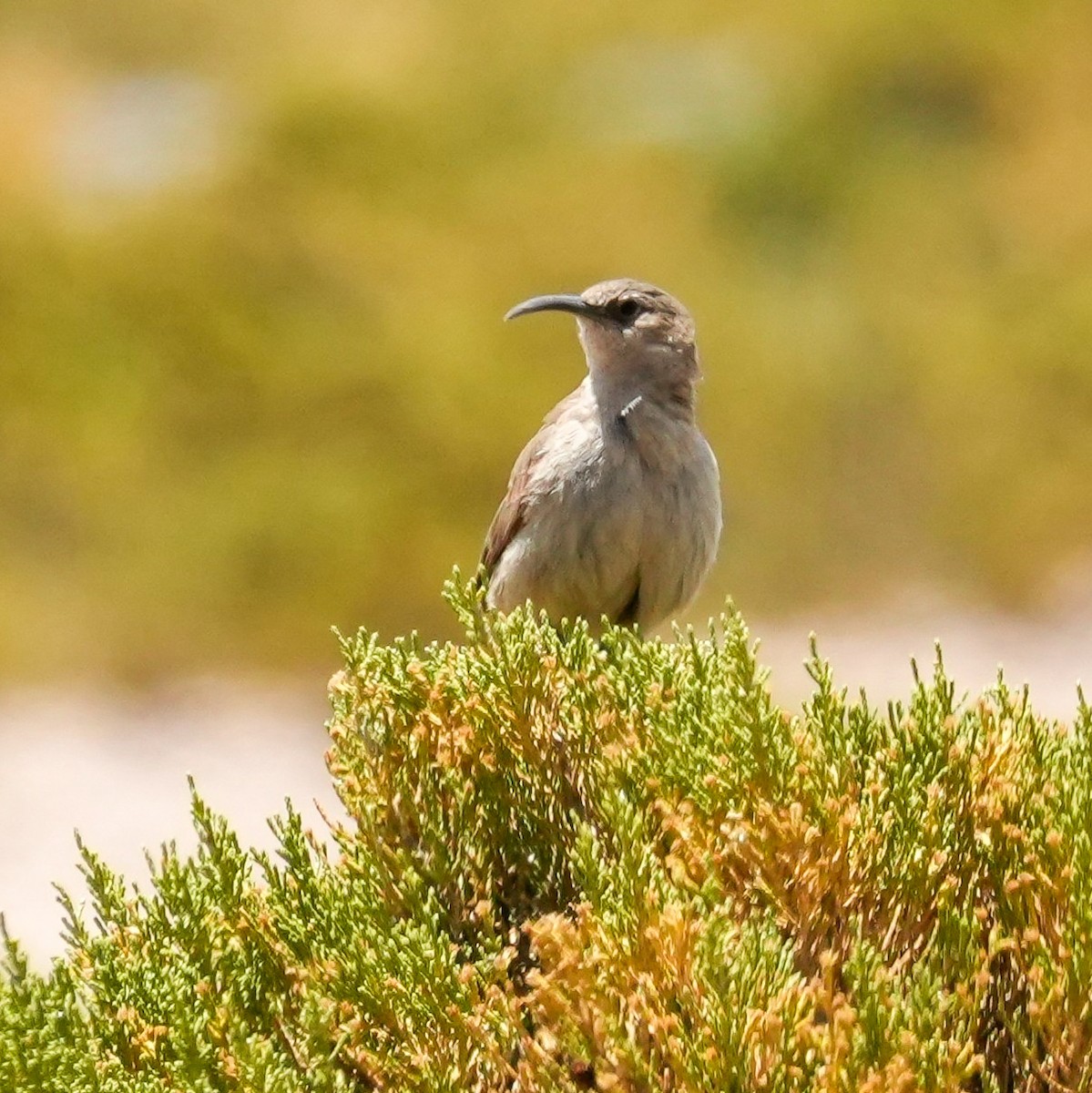 Buff-breasted Earthcreeper - ML646590634