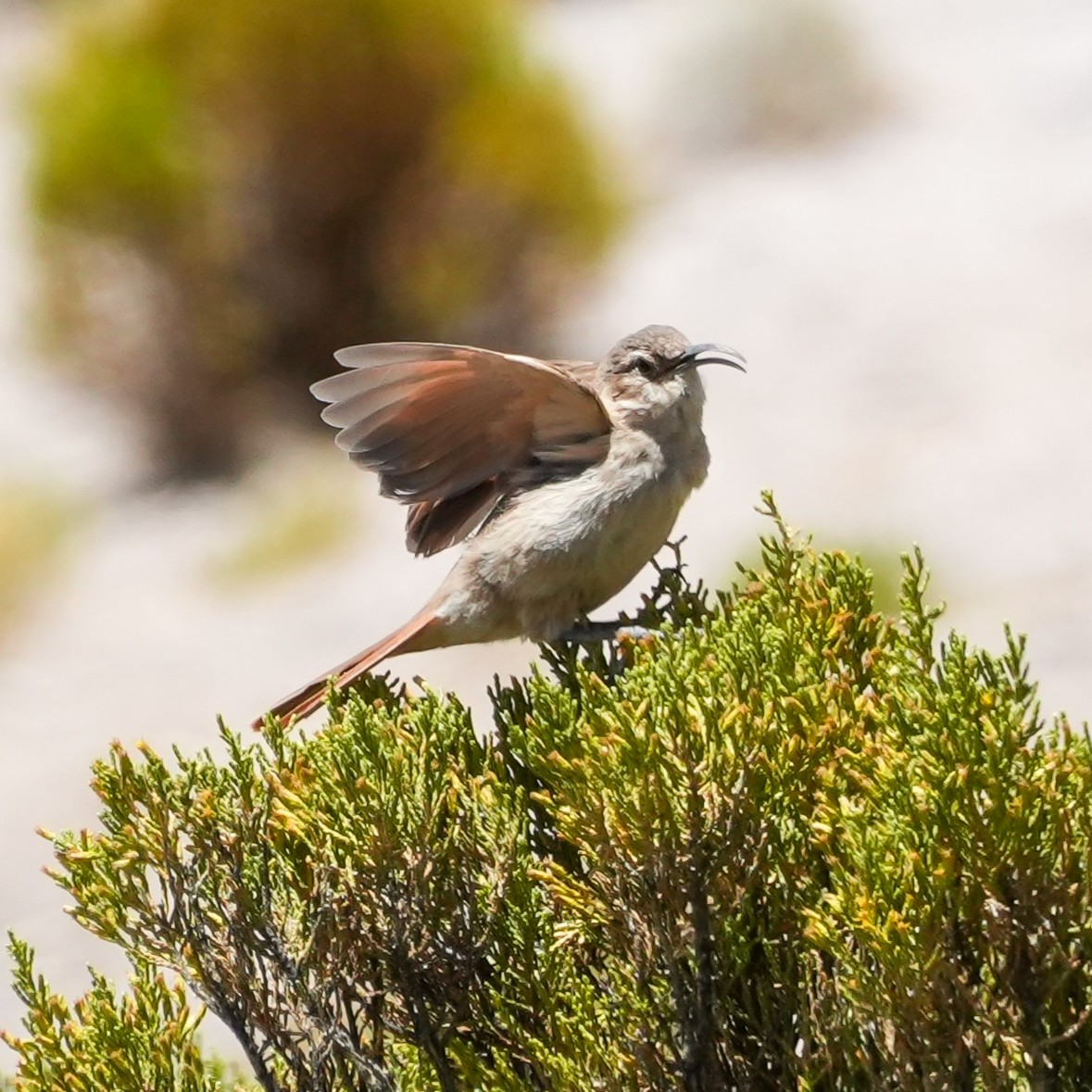Buff-breasted Earthcreeper - ML646590635