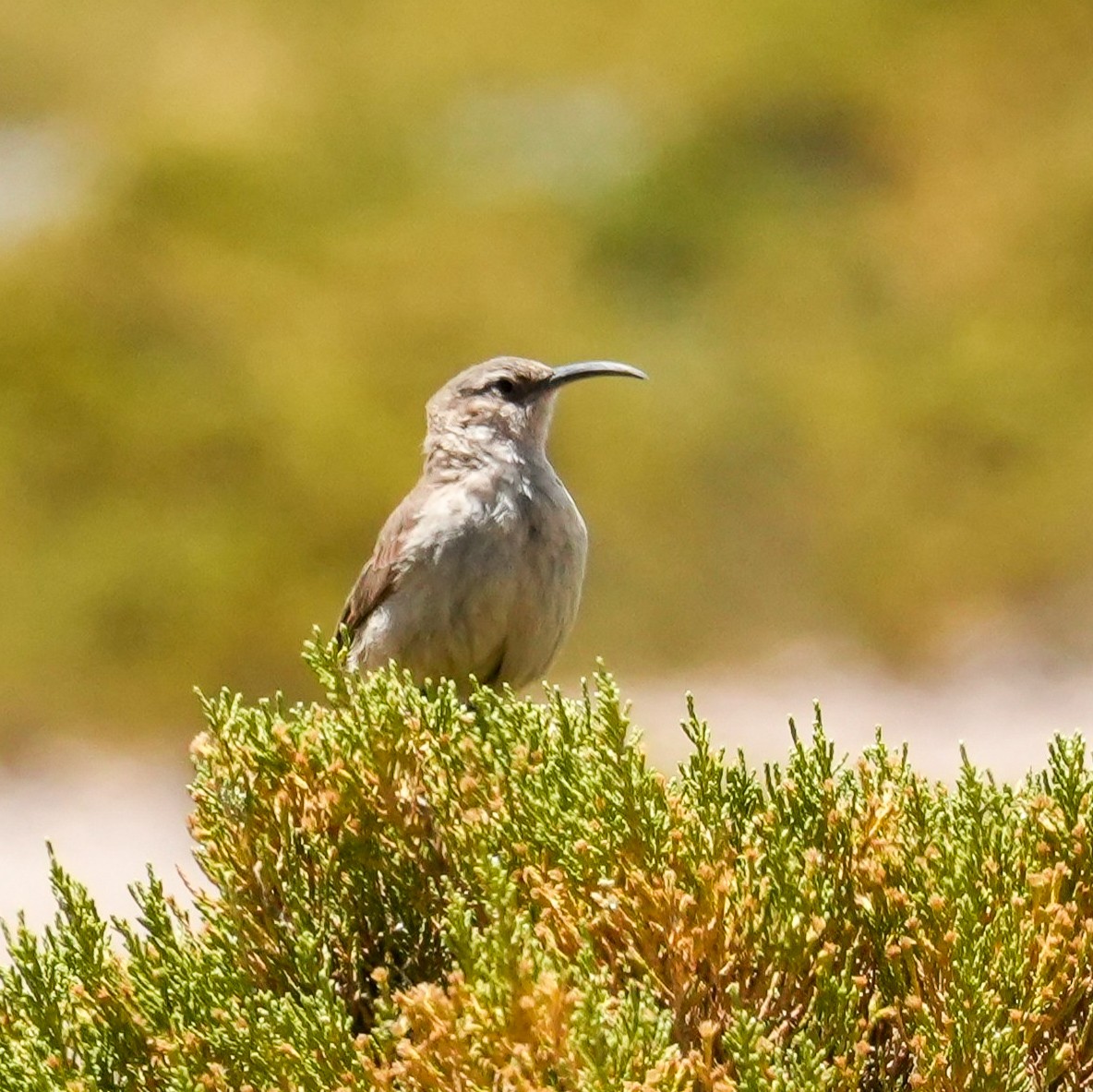 Buff-breasted Earthcreeper - ML646590636