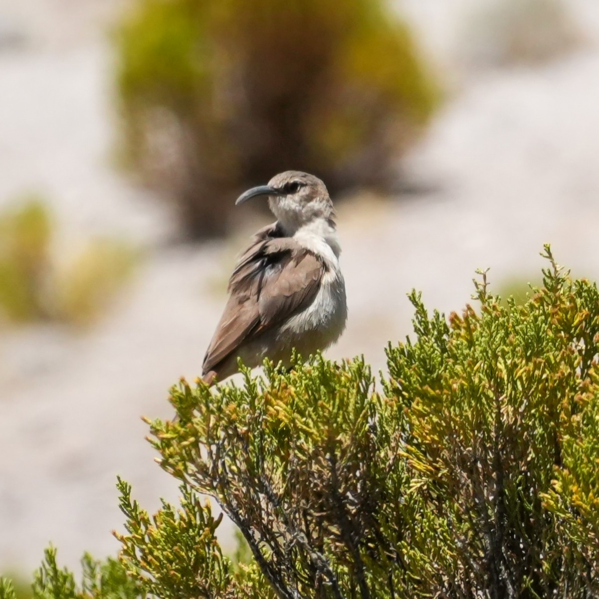 Buff-breasted Earthcreeper - ML646590637