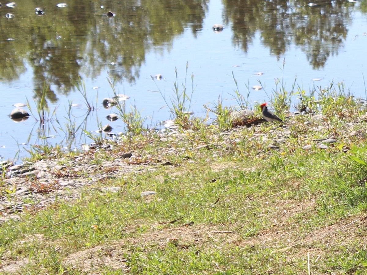 Red-crested Cardinal - ML646590638
