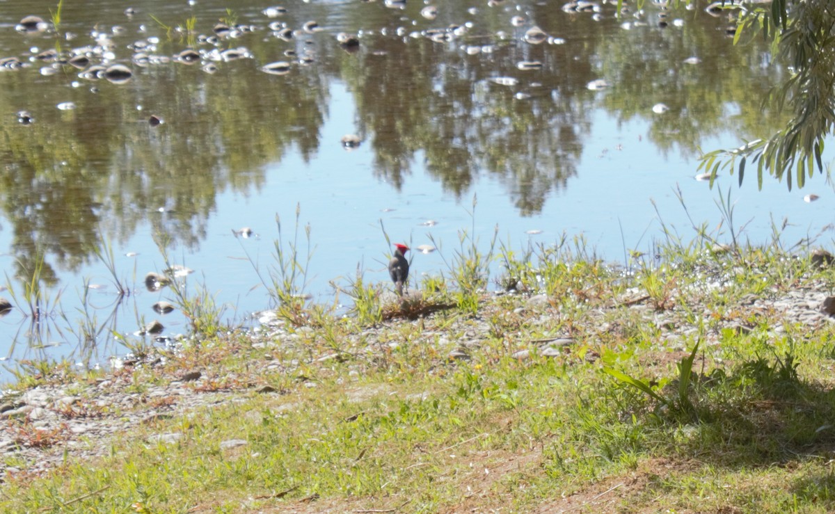 Red-crested Cardinal - ML646590639