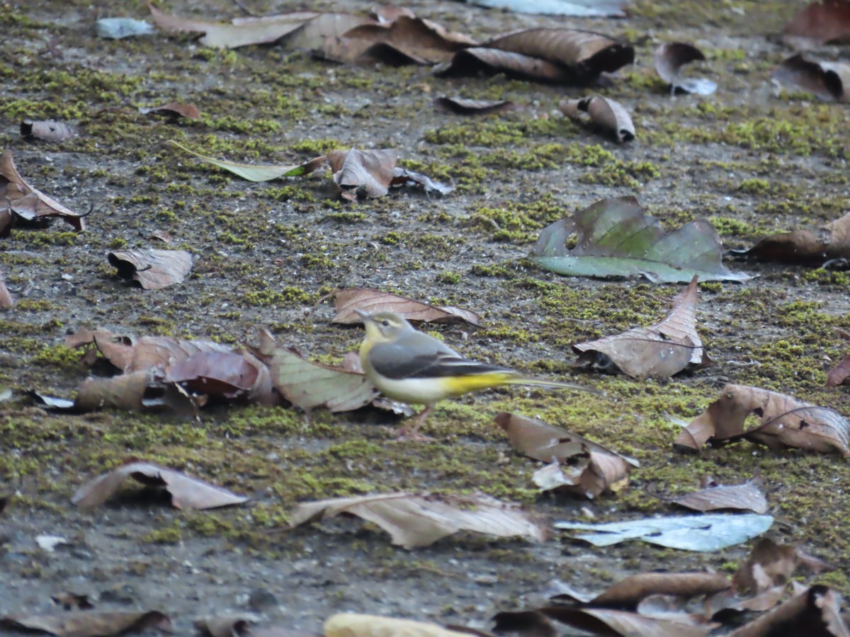 Плиска гірська - ML646590643