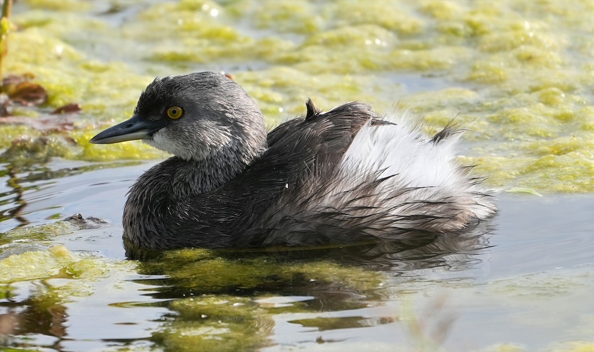 Least Grebe - ML646590651