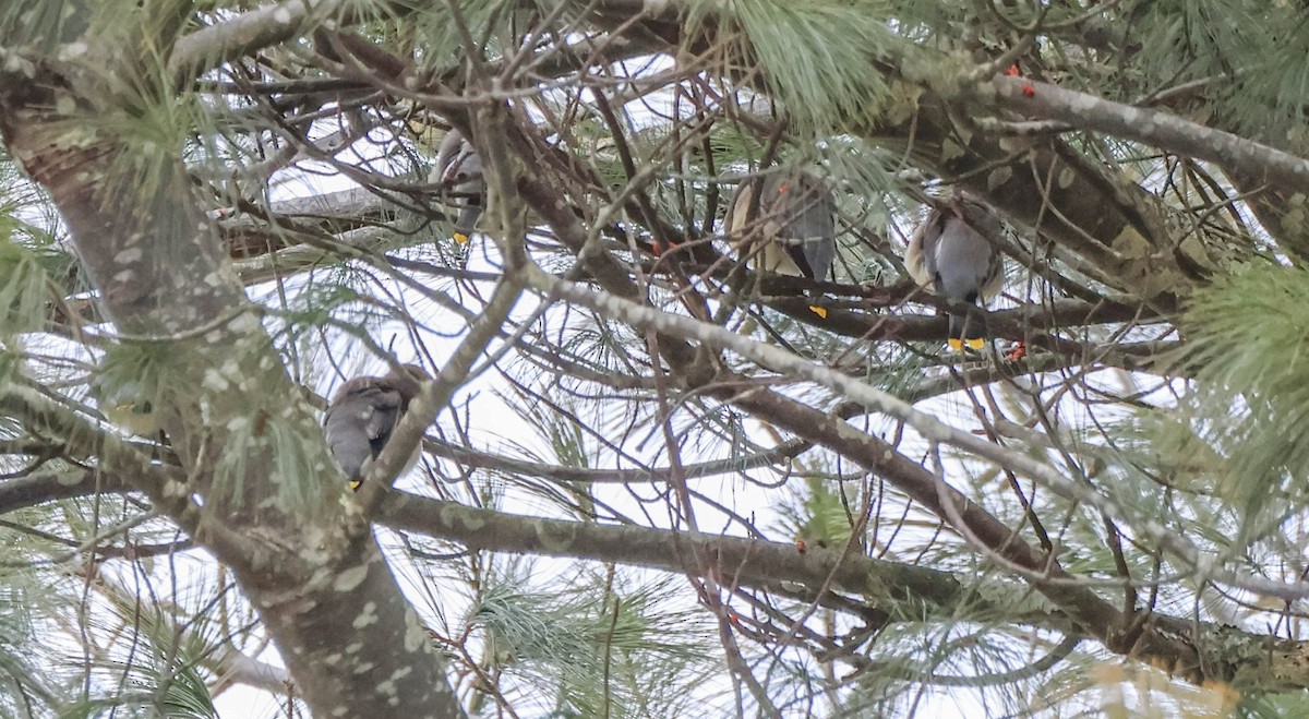 Cedar Waxwing - ML646590654