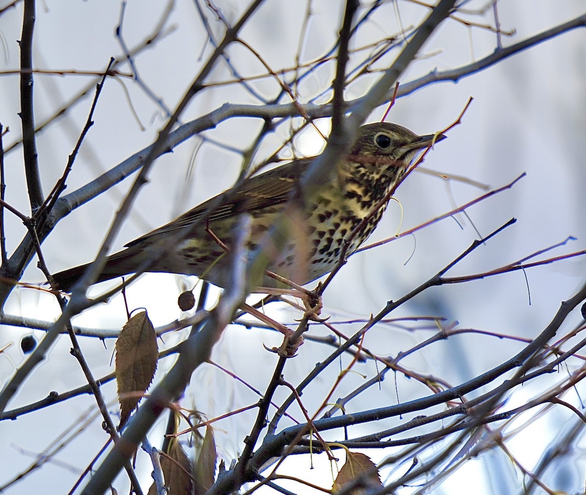 Song Thrush - ML646590655