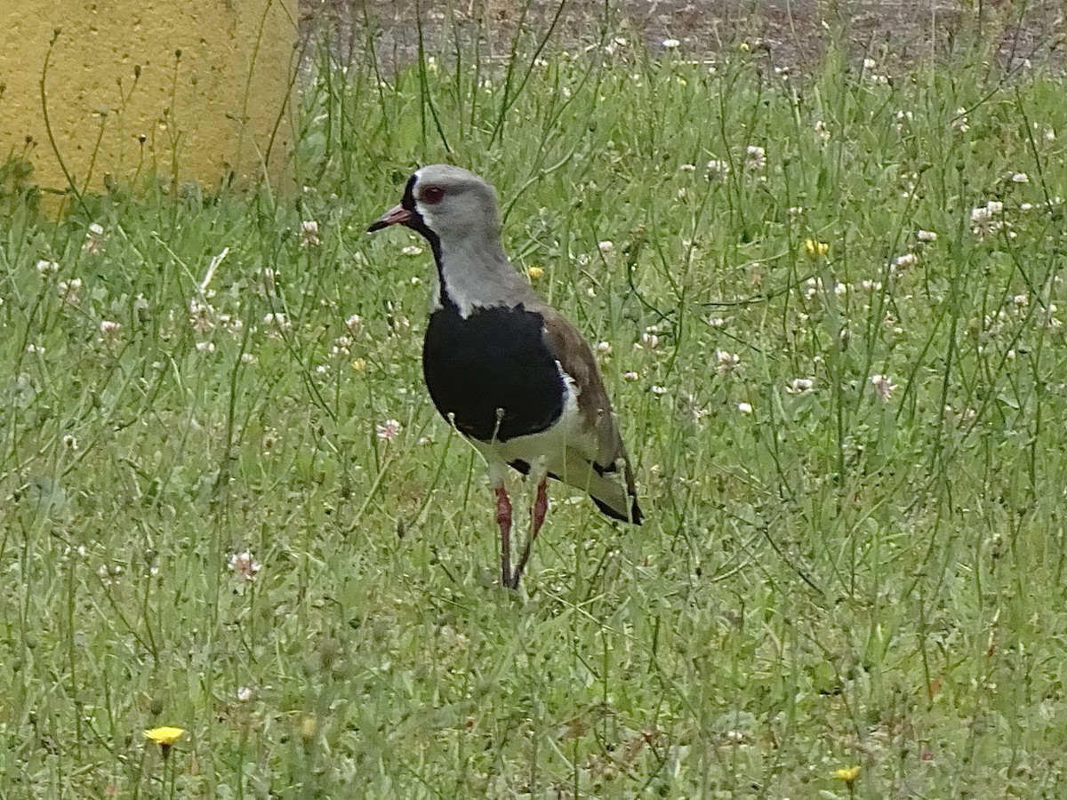Southern Lapwing - ML646590657