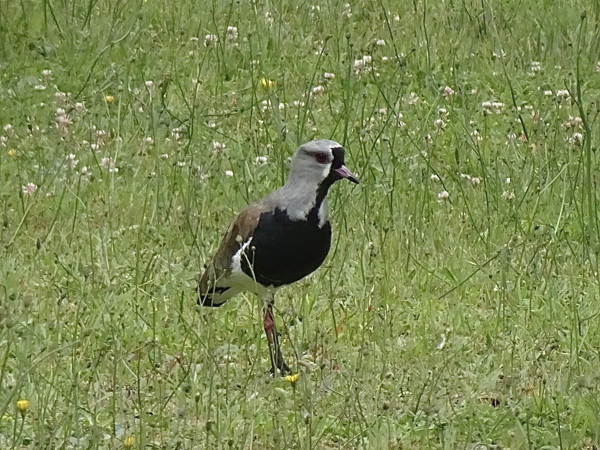 Southern Lapwing - ML646590658