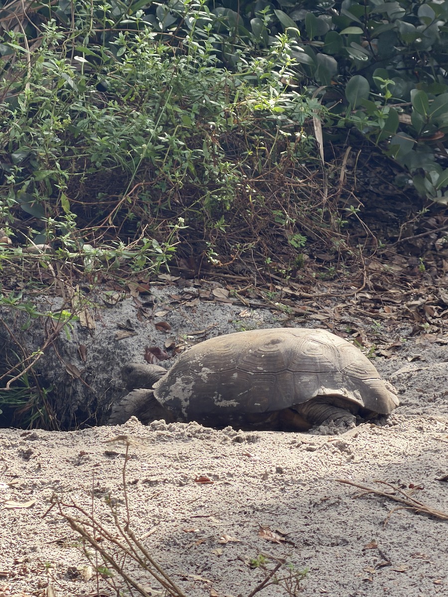 Testuggine Gopher - ML646590662