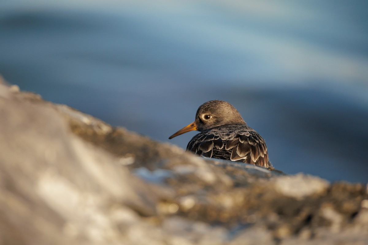 Purple Sandpiper - ML646590663