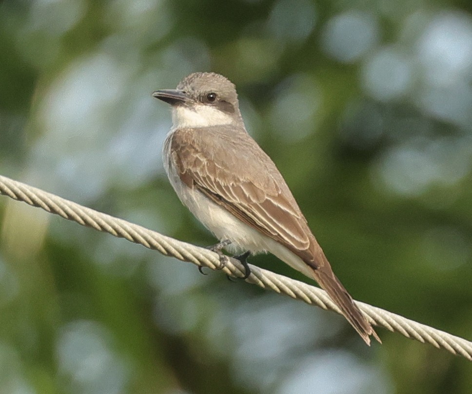 Gray Kingbird - ML646590665