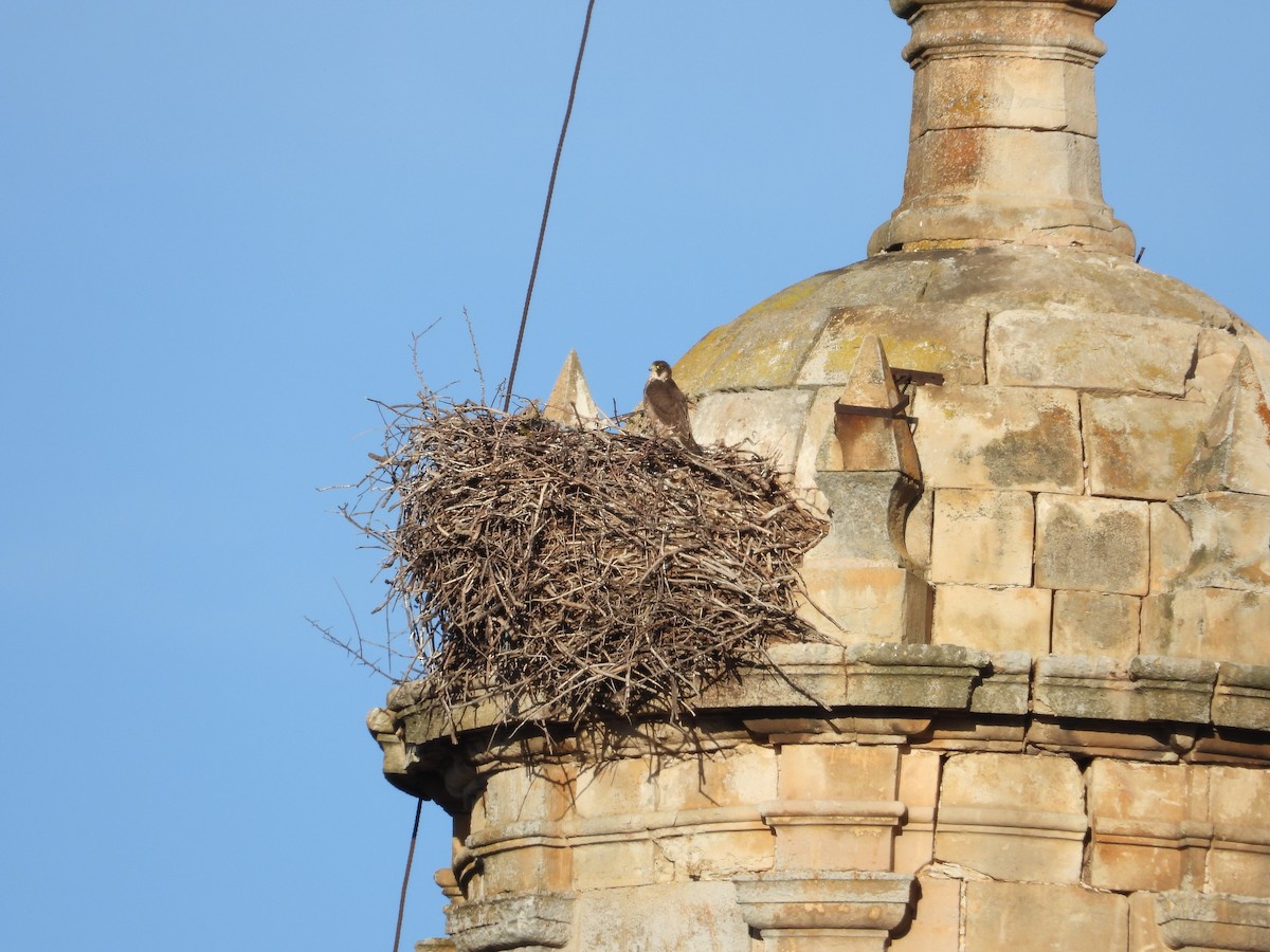 Peregrine Falcon - ML646590666