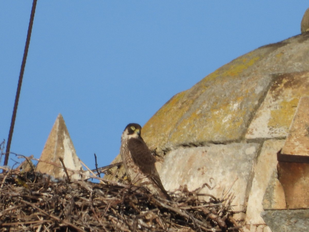 Peregrine Falcon - ML646590667