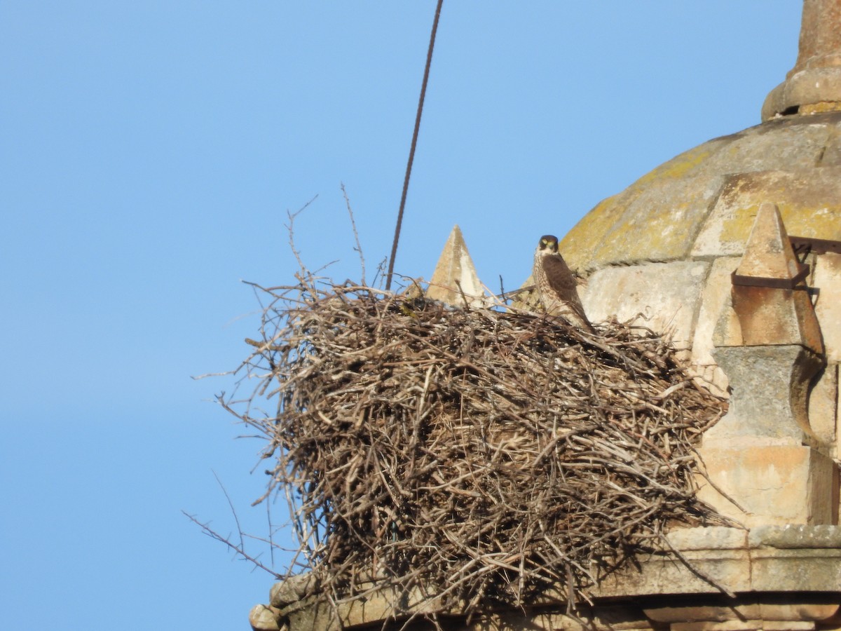 Peregrine Falcon - ML646590668